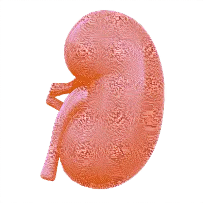 Kidney and Urinary Health icon