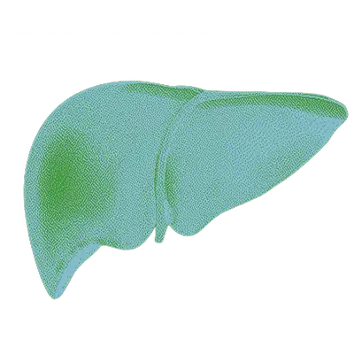 Liver Health icon
